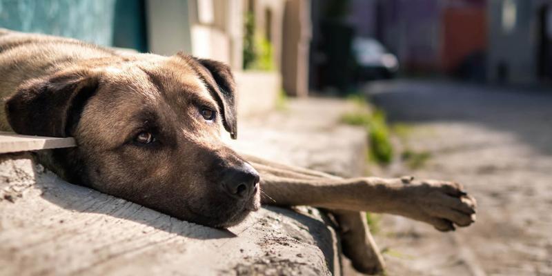 Una fecha para mirar los ojos del abandono