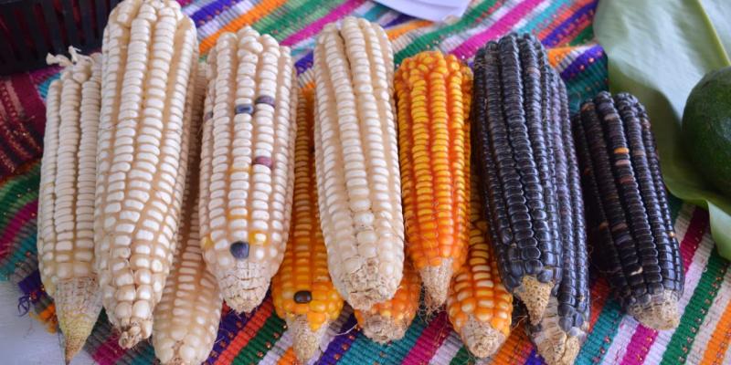 Guatemala exporta más de 900 mil kilos de maíz