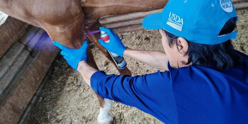 Mantienen acciones para controlar y prevenir el Gusano Barrenador 