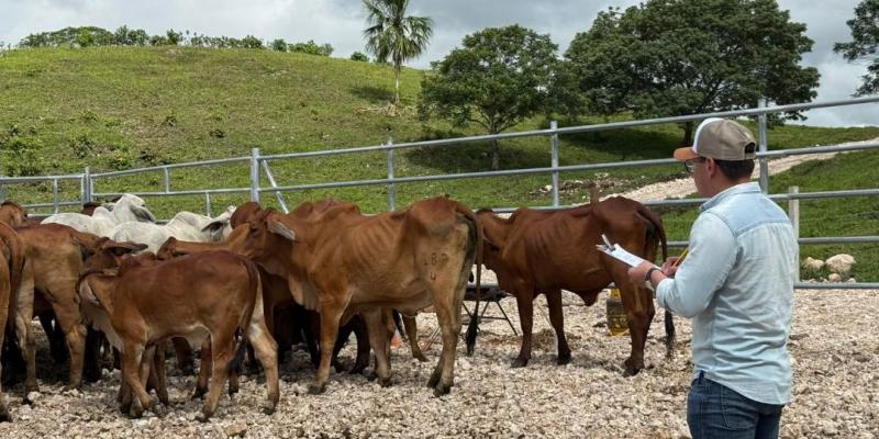 Oficializan registros genealógicos de ganado Brahman en Guatemala