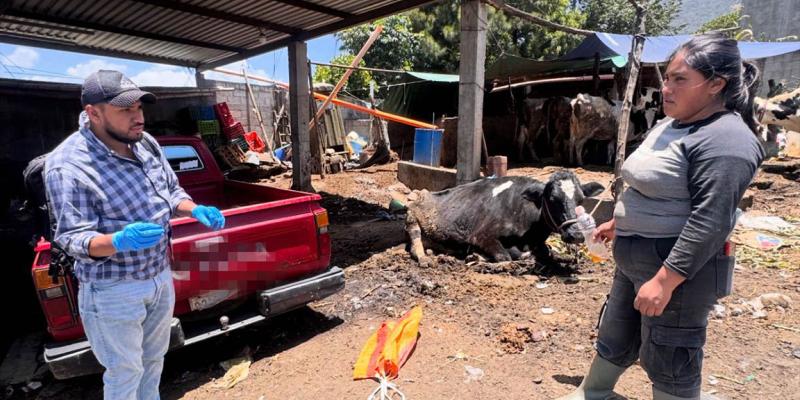 Se intensifica vigilancia contra el gusano barrenador