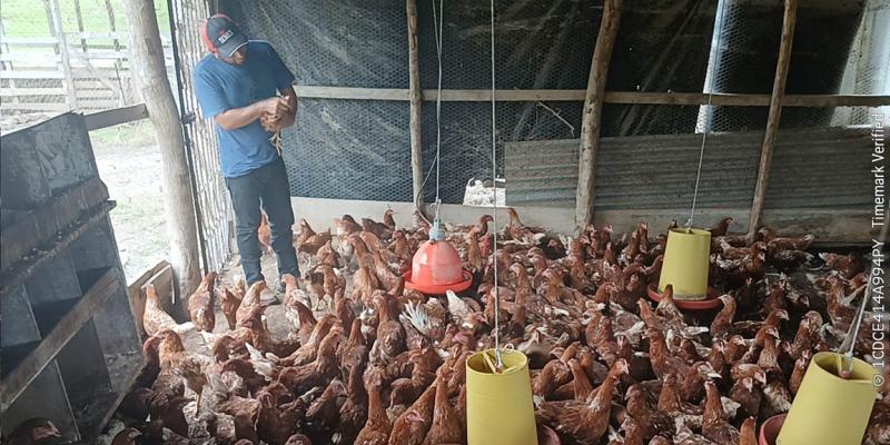 Brindan asistencia técnica para mejorar producción avícola