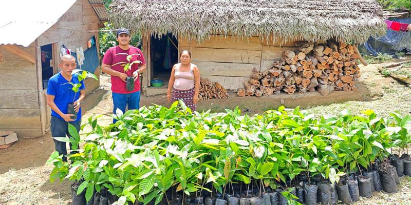 Impulsan la producción de cacao en Petén