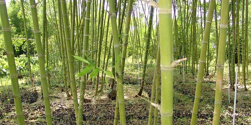 Impulso al cultivo y transformación del bambú