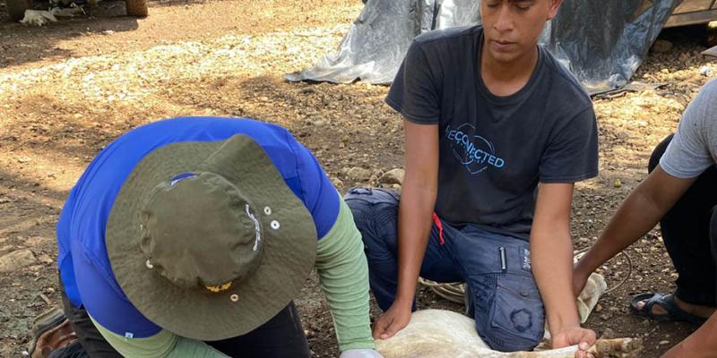 Inspeccionan más de nueve mil animales por Gusano Barrenador
