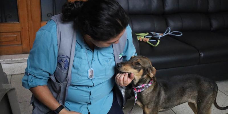 La rabia se puede prevenir, vacuné a su mascota y proteja su vida