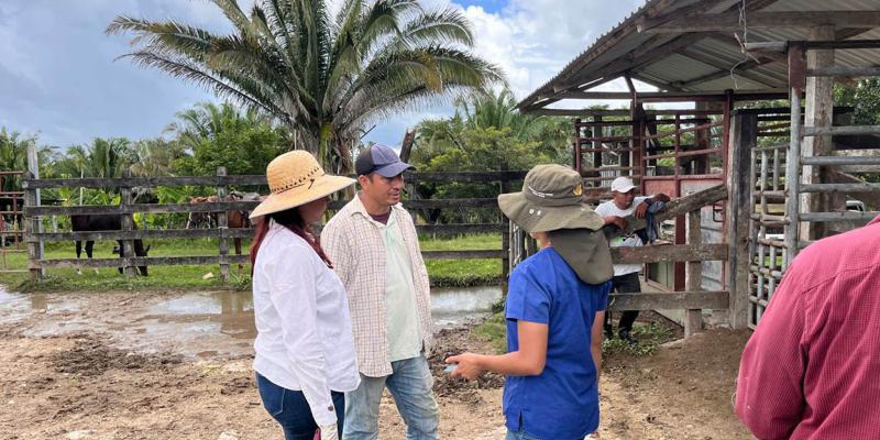 Seleccionan hembras bovinas para programa de IATF