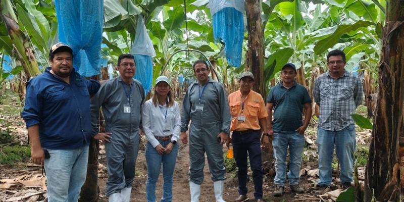 Supervisan producción in vitro de banano y plátano