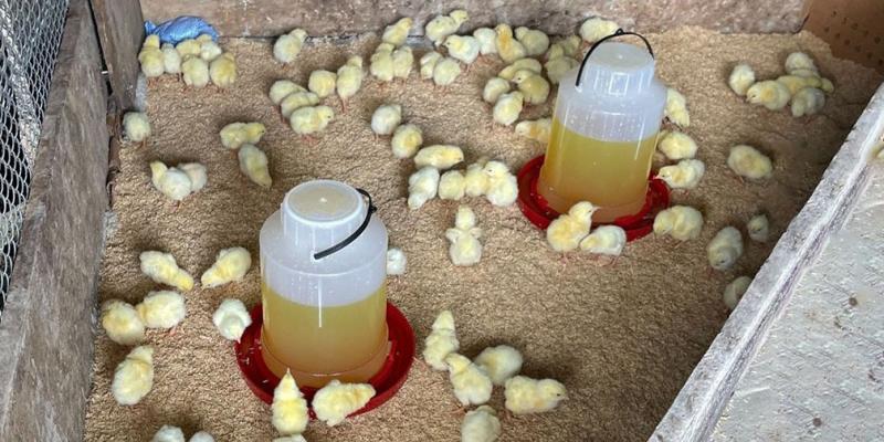 Entrega de más de 14mil pollos de engorde fortalece producción avícola en Petén 