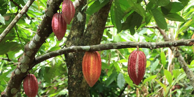 Fichas agroeconómicas fortalecen la planificación y competitividad agrícola de Guatemala