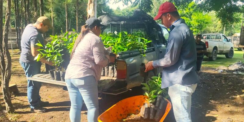 Fortalecen ganadería sostenible con entrega de plantas forestales