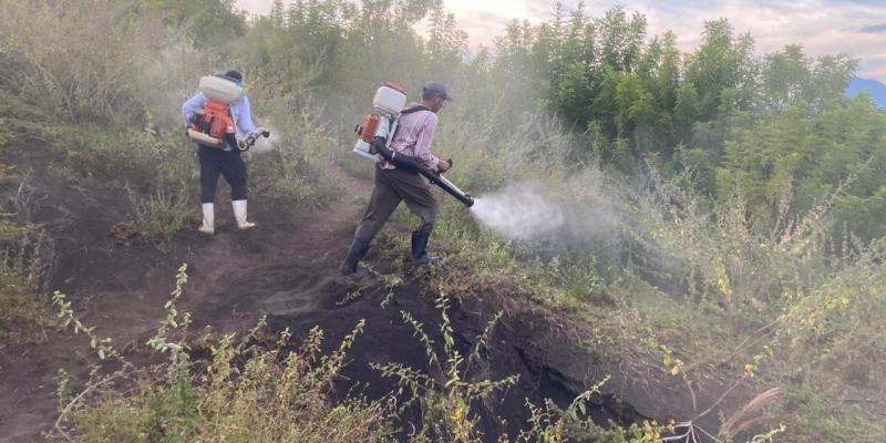Refuerzan control biológico de la langosta voladora en Jutiapa