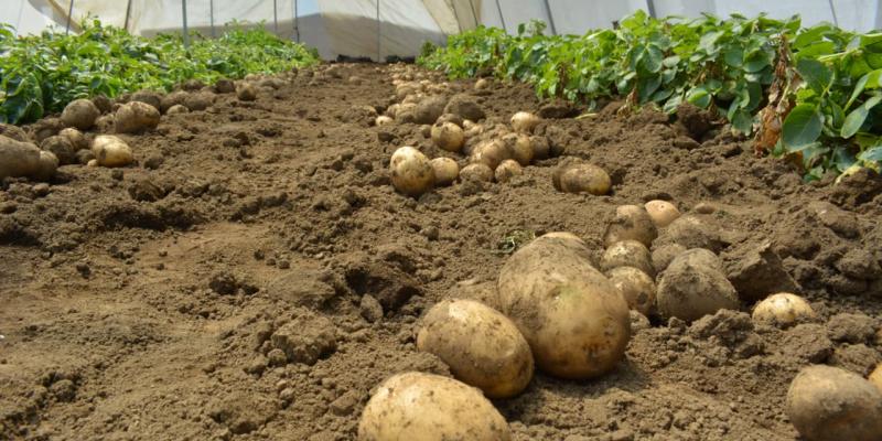 Un alimento esencial y recurso versátil en Guatemala