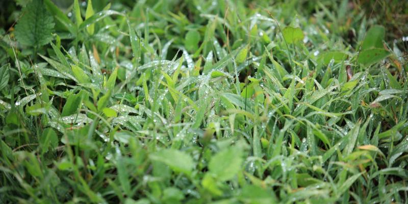 Ante el descenso de temperaturas se emiten recomendaciones para el sector agropecuario