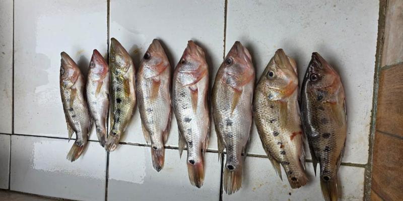 Avanza investigación del pez blanco en Petén 