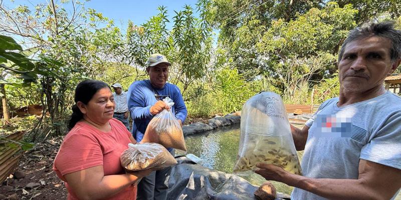 Impulsan el cultivo de tilapia en comunidades rurales de Santa Rosa