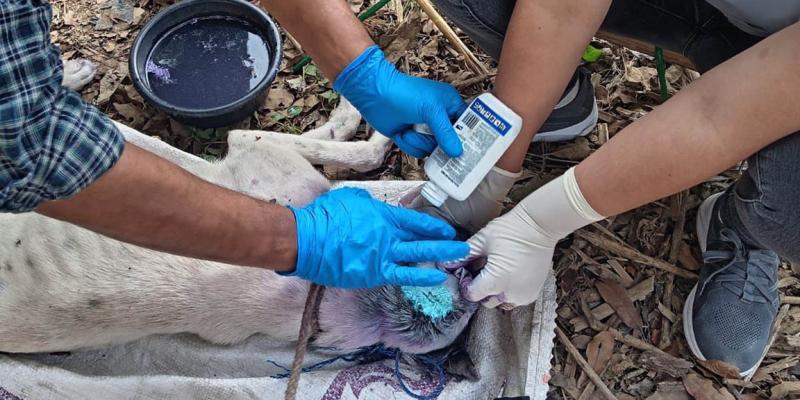 Más de nueve mil animales revisados en una semana para frenar el Gusano Barrenador