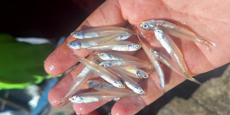 Realizan monitoreo biológico de manjúa en Puerto Barrios