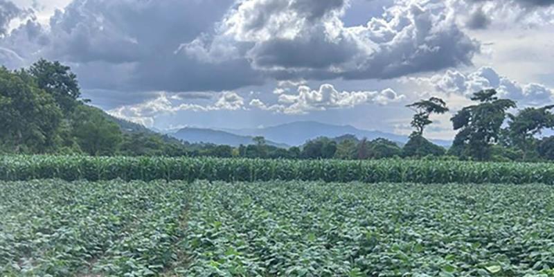 Se prevé ambiente frío, neblina y fuertes vientos para este fin de semana