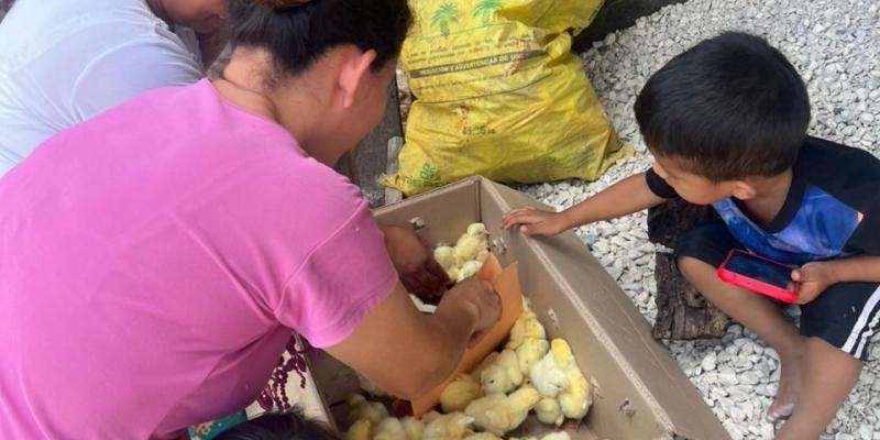 Entregan pollos de engorde en el municipio de El Chal, Petén