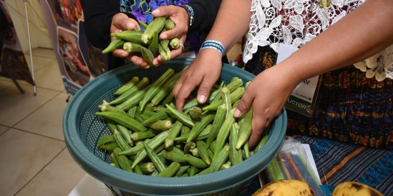Beneficios y potencial del cultivo de okra 