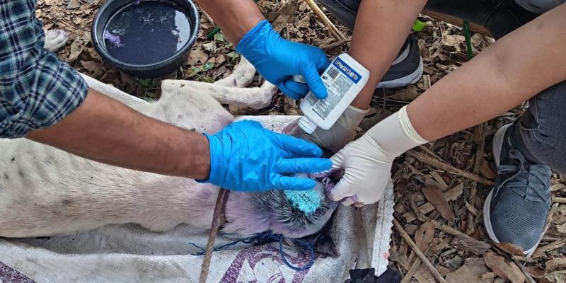 Gusano Barrenador: más de 293 mil animales inspeccionados este año