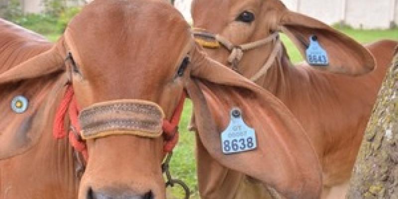 Emitimos 602 Certificados de Registro Genealógico bovino correspondientes a ocho razas
