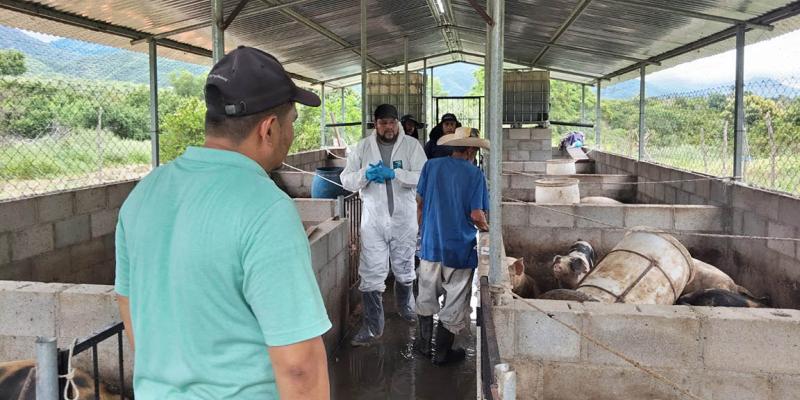 Atención sanitaria a más de 38 mil cerdos en 2025