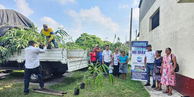 Impulsan cultivo de bambú en Suchitepéquez