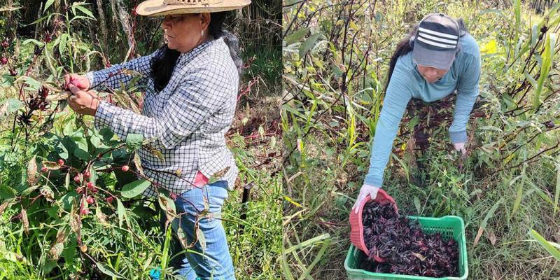 Mujeres rurales de Izabal fortalecen economía familiar al procesar rosa de Jamaica