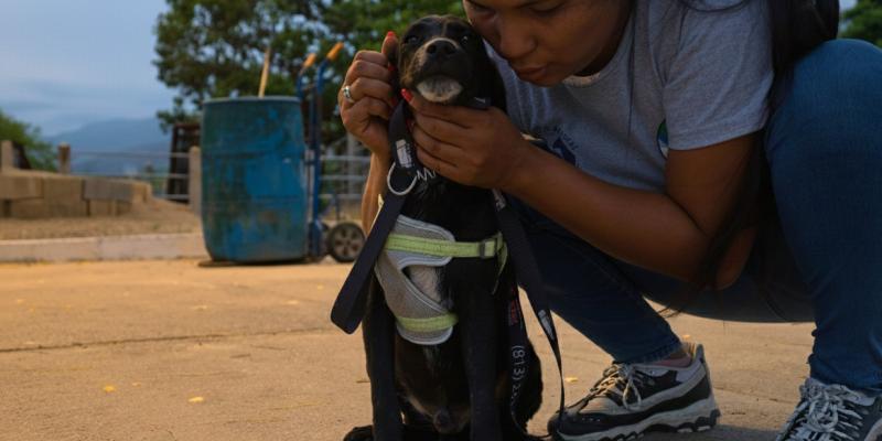 Proteja a las mascotas durante la Quema del Diablo