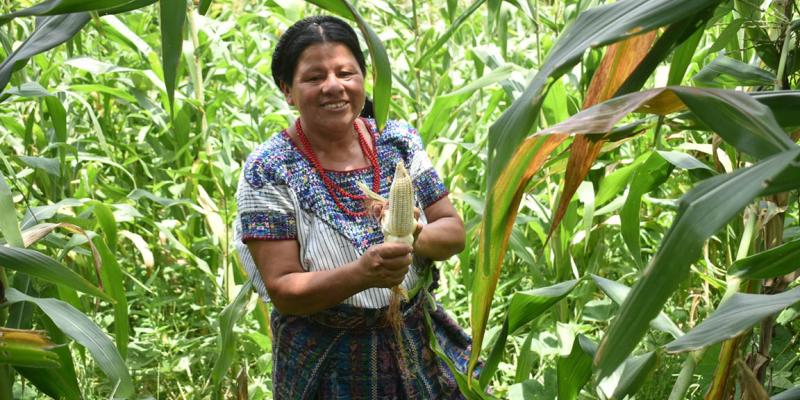 Seguro Agropecuario amplía significativamente su cobertura durante 2025