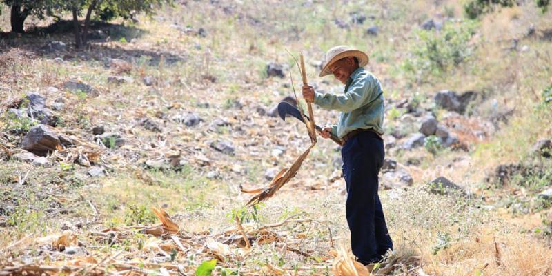 Campaña “Alto al Fuego” impulsará buenas prácticas agrícolas