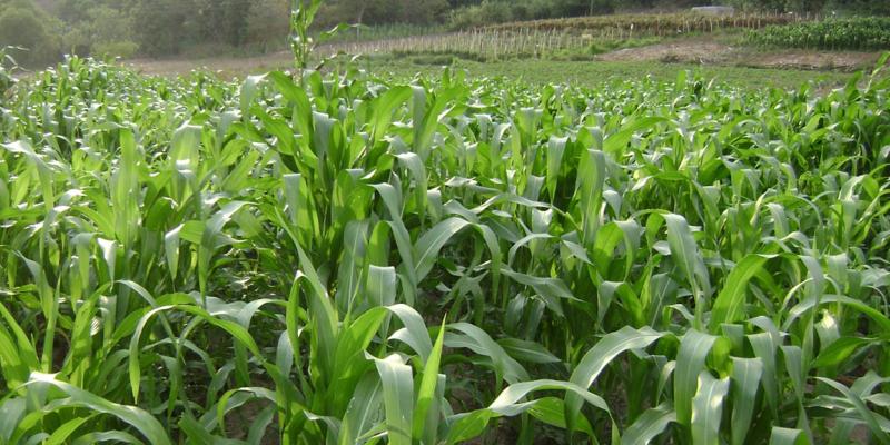 La agricultura impulsa el desarrollo rural y la diversificación productiva del país