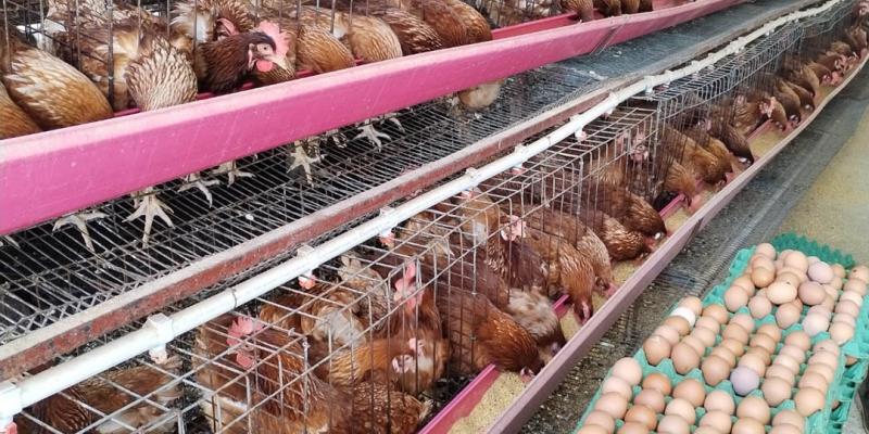 La emisión de 333 licencias para granjas de huevo garantiza la sanidad avícola