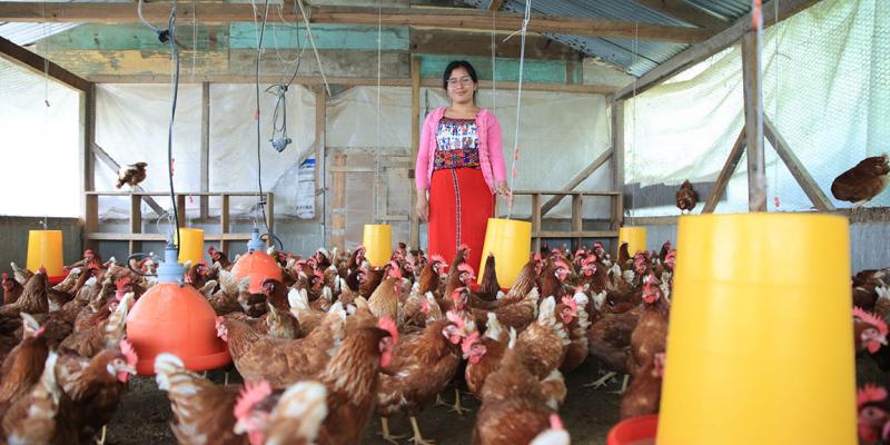 Prácticas adecuadas para el manejo de gallinas ponedoras