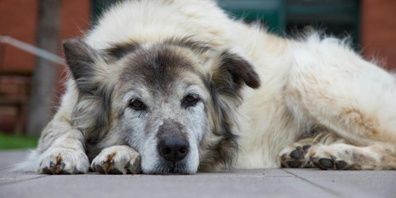 Proteja la salud de los perros mayores durante el frío