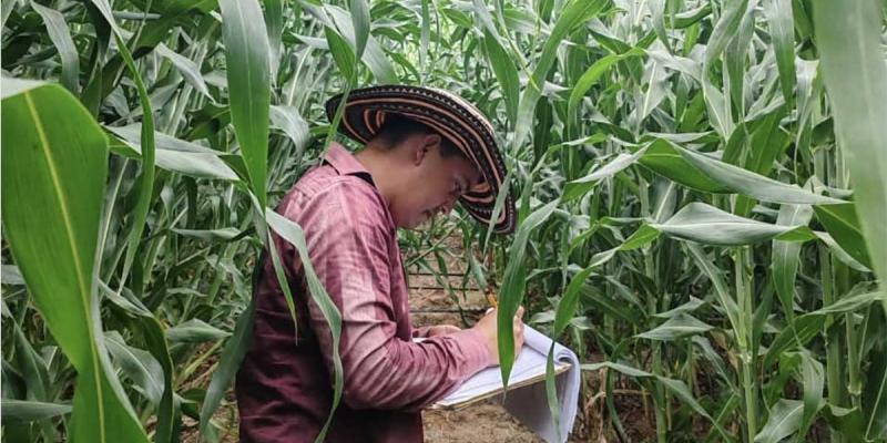 Realizan estudios agrícolas para optimizar cultivos de arroz y sorgo