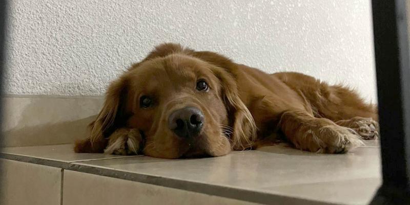 Recomendaciones para cuidar a las mascotas en épocas de frío