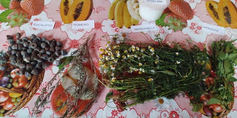 Plantas medicinales: legado que fortalece la identidad cultural