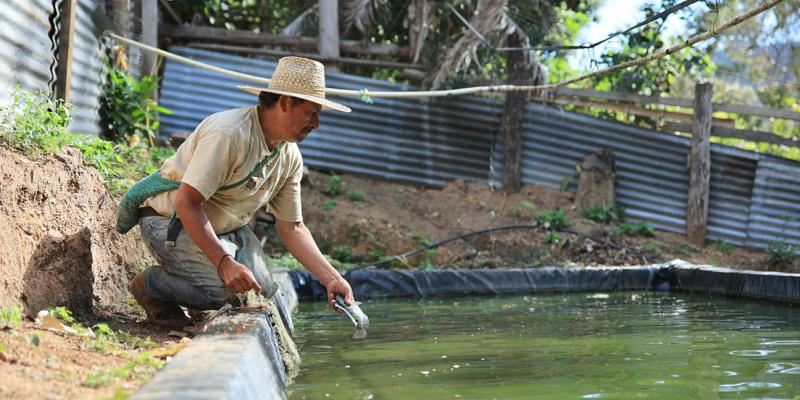 Tilapia: cultivo de peces que gana terreno