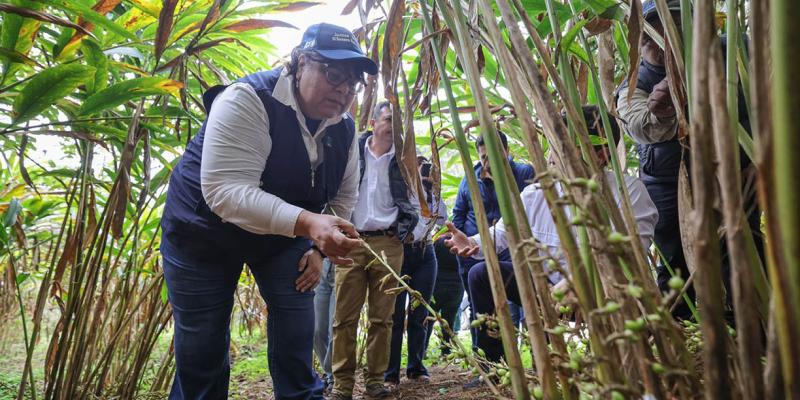 Cardamomo: cultivo que late en el corazón de Alta Verapaz