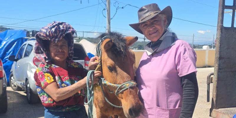 Brindan atención veterinaria a animales de trabajo