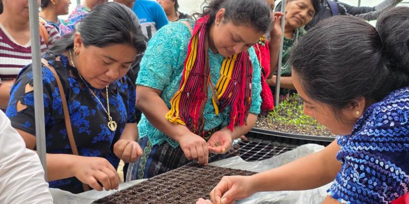 Fortalecen la producción de hortalizas en Cubulco mediante el manejo de piloneras