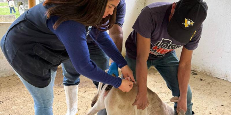 Impulsan jornada de vacunación y vigilancia contra la brucelosis