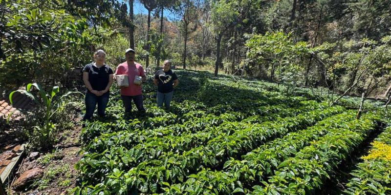 Impulsan producción de café con entrega de semilla certificada