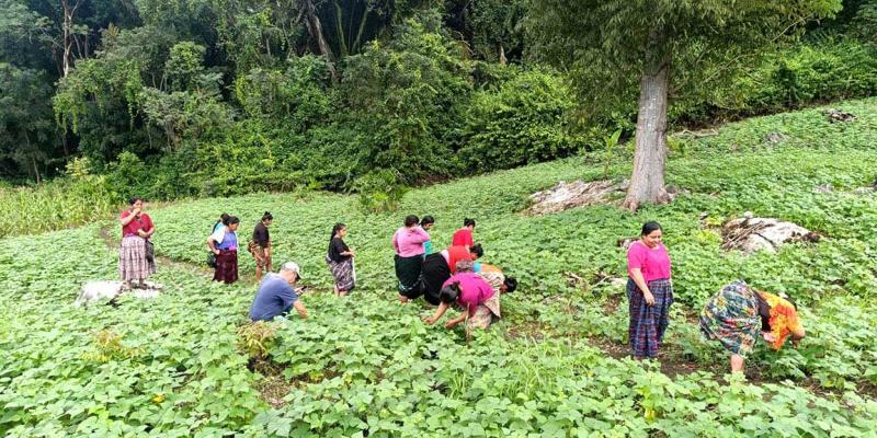 Monitoreo confirma buen estado sanitario de parcelas de semilla de frijol en Sayaxché