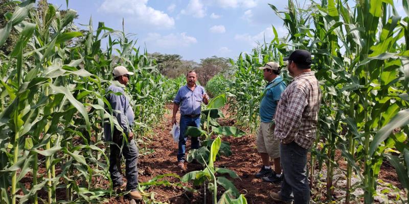 Práctica agrícola en asocio consolida rendimiento del maíz híbrido