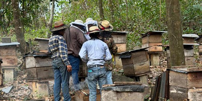 Producción apícola de San Marcos y Quetzaltenango fortalecida con asistencia técnica