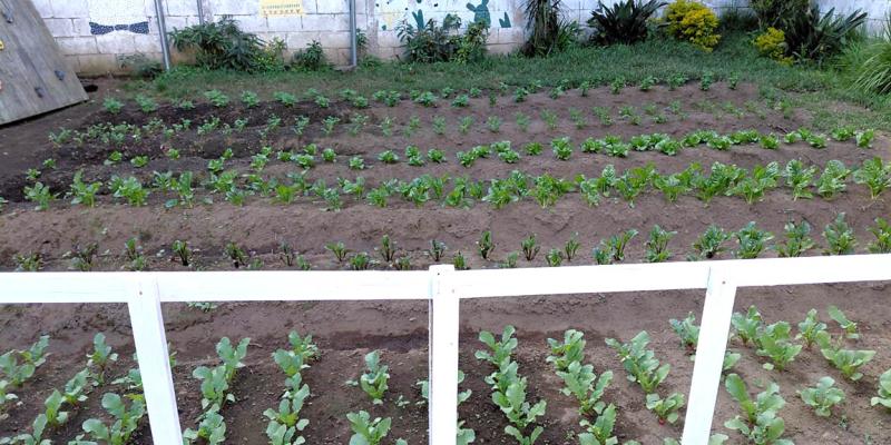 Un huerto que alimenta y educa a la niñez en resguardo